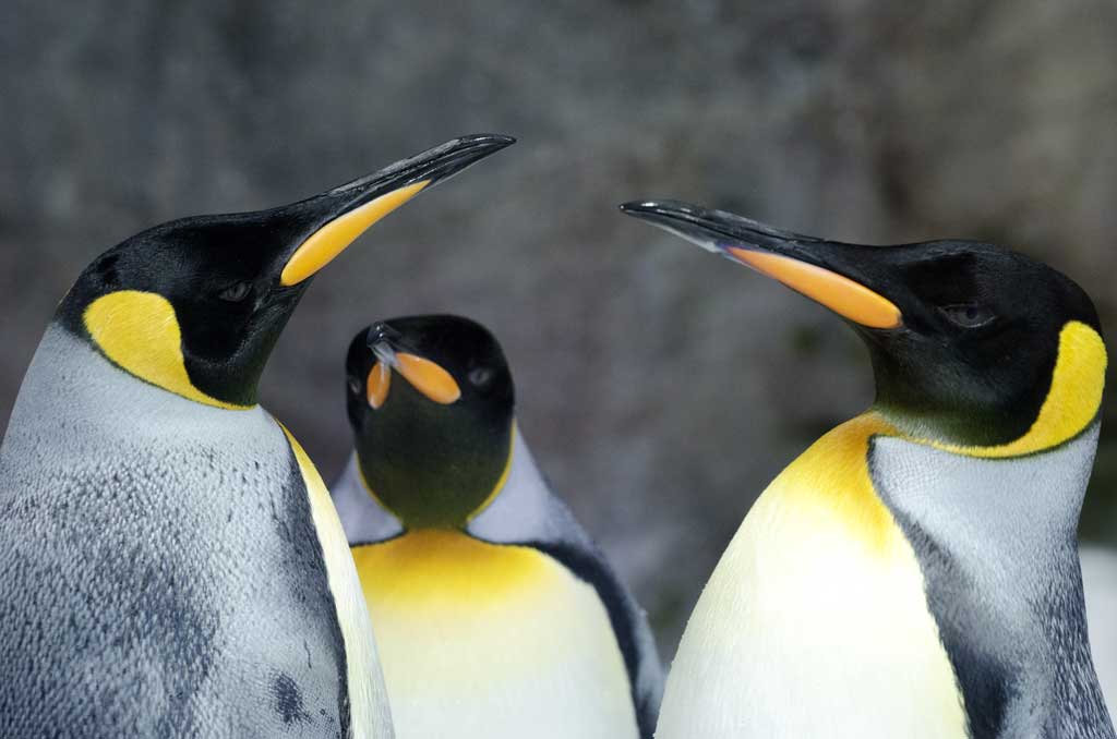 DeZoos King Penguin.jpg